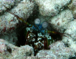 I am not leaving!!!
Mantis Shrimp taken at Kuredu, Maldi... by Gerri Tomlinson 